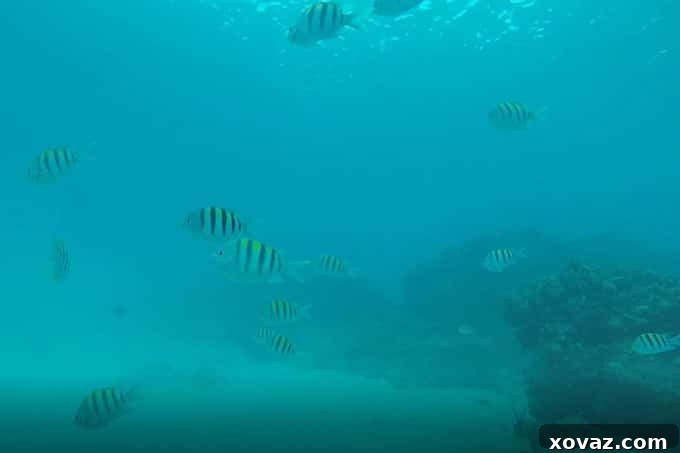 Exploring the underwater world during a helmet diving excursion in Grand Cayman, part of an unforgettable Western Caribbean cruise with Princess Cruises on the Caribbean Princess.