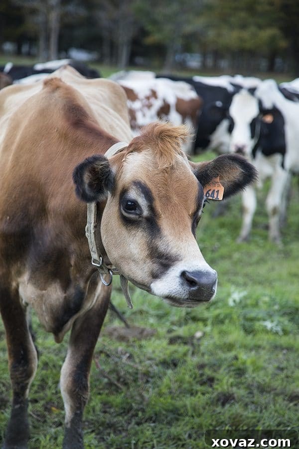 From Cow to Creamery: A Day on a Cabot Cooperative Farm 12 Dellavale Farm Cabot Creamery Cooperative