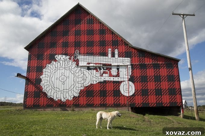 From Cow to Creamery: A Day on a Cabot Cooperative Farm 16 Dellavale Farm Cabot Creamery Cooperative