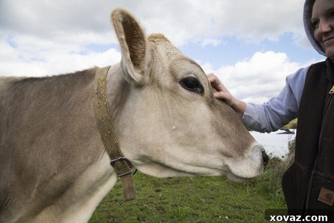 From Cow to Creamery: A Day on a Cabot Cooperative Farm 6 Dellavale Farm Cabot Creamery Cooperative