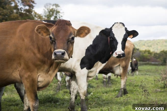 From Cow to Creamery: A Day on a Cabot Cooperative Farm 8 Dellavale Farm Cabot Creamery Cooperative
