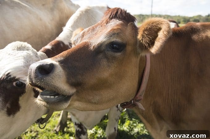 From Cow to Creamery: A Day on a Cabot Cooperative Farm 9 Dellavale Farm Cabot Creamery Cooperative
