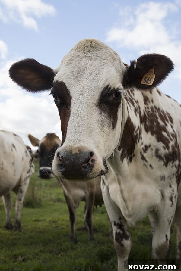 From Cow to Creamery: A Day on a Cabot Cooperative Farm 10 Dellavale Farm Cabot Creamery Cooperative