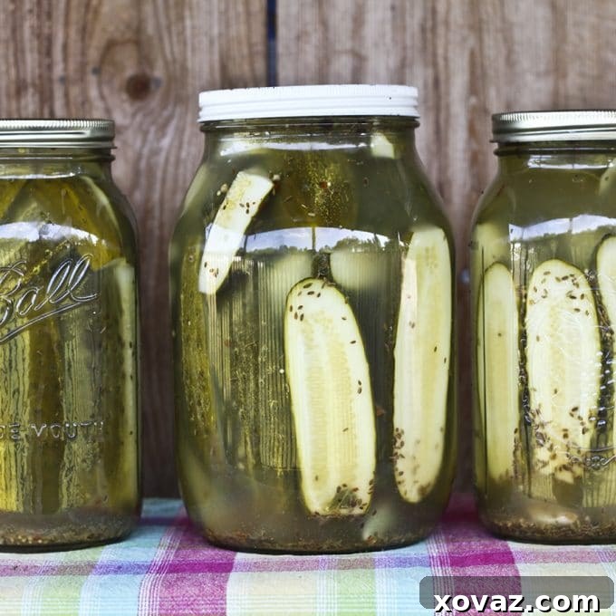 Homemade Claussen Knock-off Pickles are dead crunchy, garlicky, salty, and the perfect accompaniment to any sandwich on earth. Plus they're easy enough for beginner food preservationists!