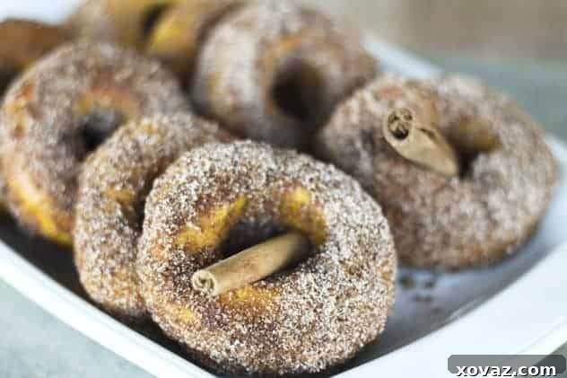 Closeup of a freshly baked cider pumpkin doughnut with cinnamon sugar