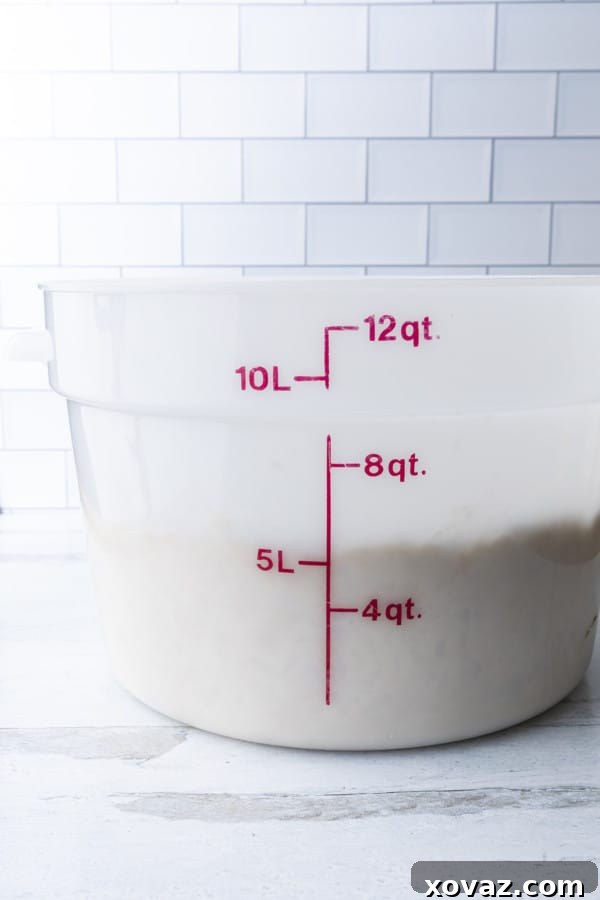 Easy No-Knead Whole Wheat Pizza Dough 8 Whole wheat pizza dough after two hours of rising, showing significant expansion and puffiness.