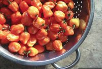 Phoenix Fire Habanero Jelly