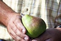 Pure Harry and David Bliss