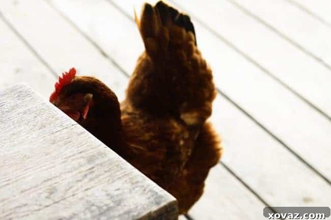 Monday Made Easy: Roasted Garlic Spinach Alfredo Lasagna 8 A curious hen, part of the 'chicken lasagna mafia,' attempting to peck at the Roasted Garlic Spinach Alfredo Lasagna on the table.