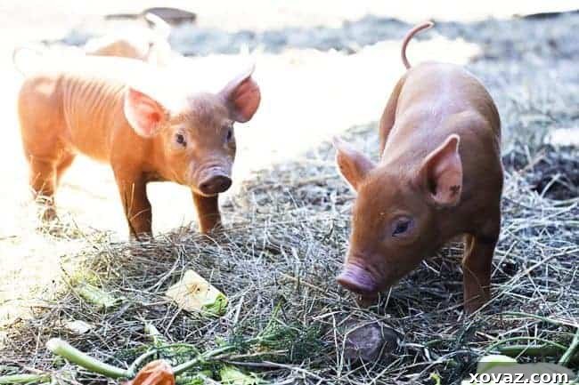King Arthur Flour: Baking & Beyond 3 Baby pigs at Hogwash Farm, Norwich, VT - Local Farm-to-Table Movement