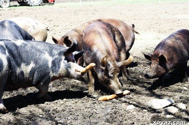 King Arthur Flour: Baking & Beyond 4 Pigs enjoying King Arthur Flour baguettes at Hogwash Farm, Norwich, VT