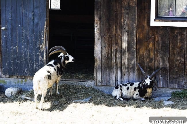 King Arthur Flour: Baking & Beyond 5 Jacob's Sheep with multiple horns at Hogwash Farm, Norwich, VT