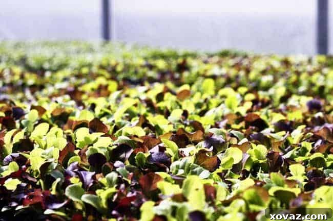 King Arthur Flour: Baking & Beyond 6 Lush baby lettuces at Killdeer Farm, Norwich, VT - Fresh Local Produce