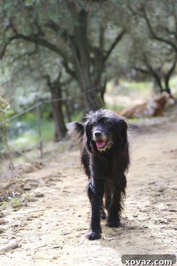 Traditional cheesemaking equipment at Il due Falcetti, highlighting authentic Tuscan methods.