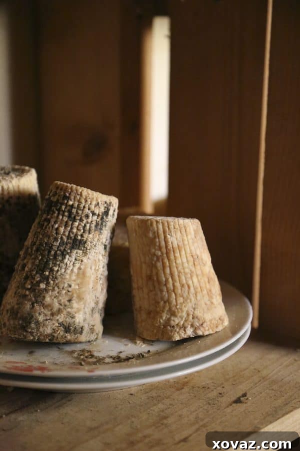 Giacomo Alari sharing insights on DaVinci Wine and cheese pairing techniques.