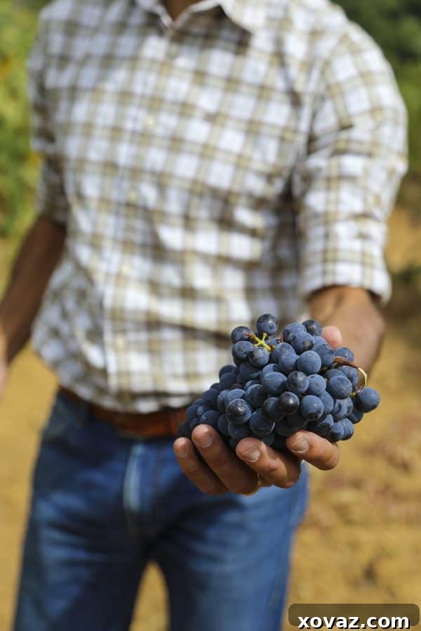 Stunning vineyard views in Montalcino, showcasing the beauty of the region where Brunello is produced.