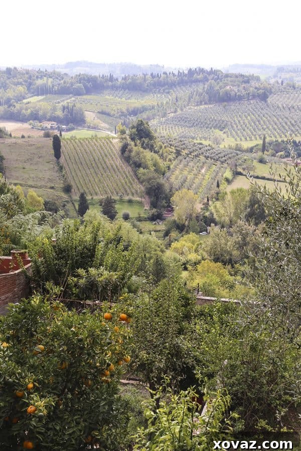 Signor Falaschi's family and guests enjoying a traditional Tuscan lunch on a scenic porch.