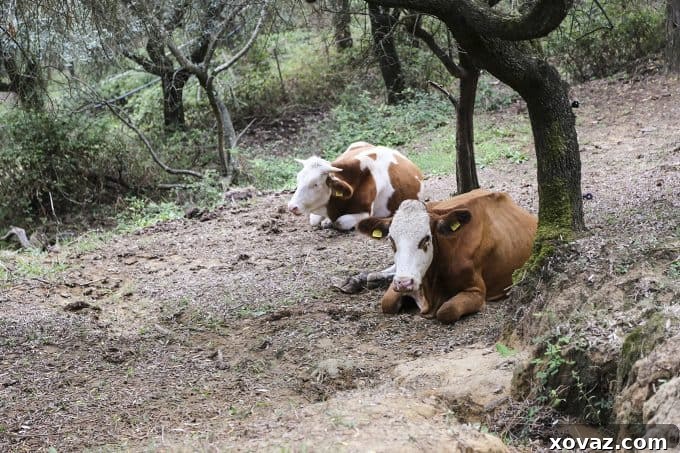 Francesco Bagnoli of Il due Falcetti, an artisan cheesemaker, showcasing his craft in Tuscany.