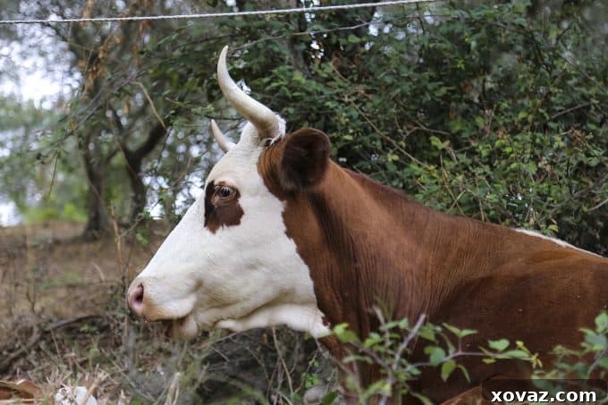 Beautiful cows at Il due Falcetti, source of exceptional Tuscan cheese.
