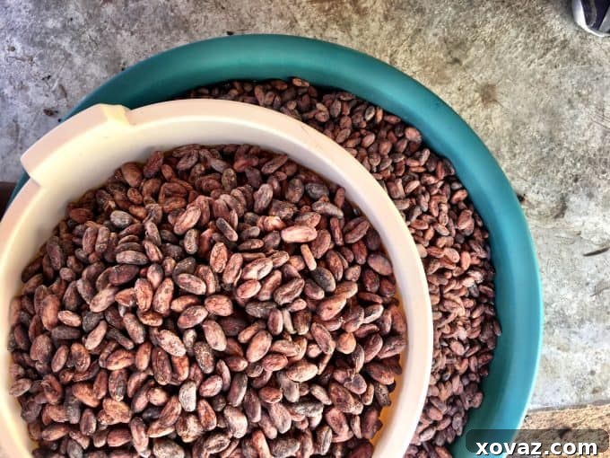 Fathom Cruise to the Dominican Republic