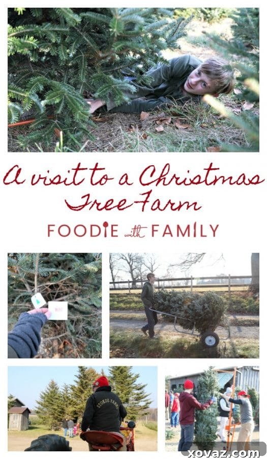 An array of tender, fluffy buttermilk sugar cookies, ready for holiday enjoyment, from Stokoe Farms.