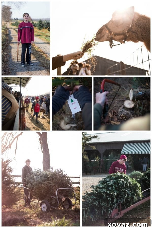 Family members pulling a freshly cut Christmas tree through the picturesque fields of Stokoe Farms.