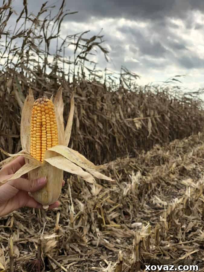 Beyond the Cob: The Astonishing Uses of Corn 7 A panoramic view of a cornfield under a blue sky, representing sustainable farming and energy production.