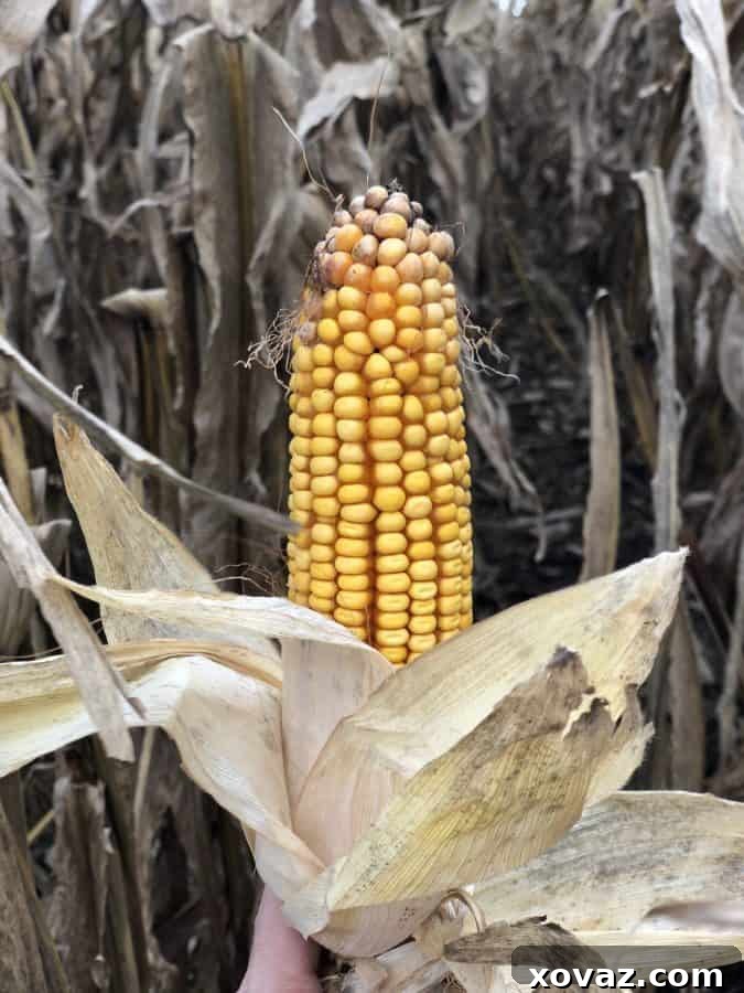 Beyond the Cob: The Astonishing Uses of Corn 8 A corn field at sunset, symbolizing agricultural innovation and a sustainable future.