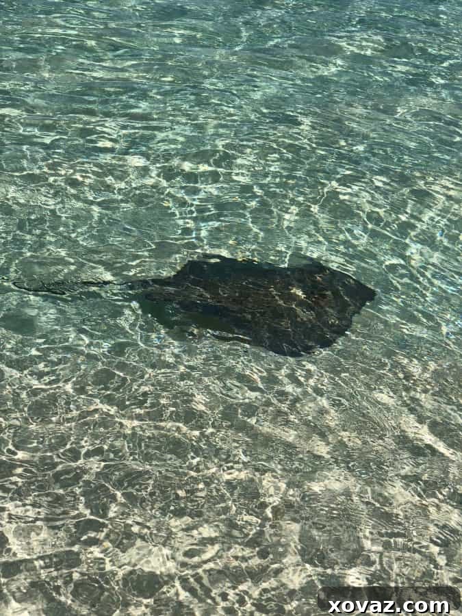 Princess Cruises Caribbean Princess March 2019 Gibbs Cay and Snorkeling