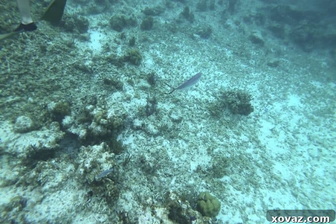 Princess Cruises Caribbean Princess March 2019 Gibbs Cay and Snorkeling