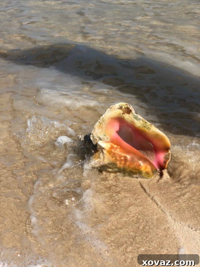 Princess Cruises Caribbean Princess March 2019 Gibbs Cay and Snorkeling