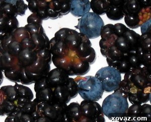 Freshly picked black and blueberries, the last harvest of the season