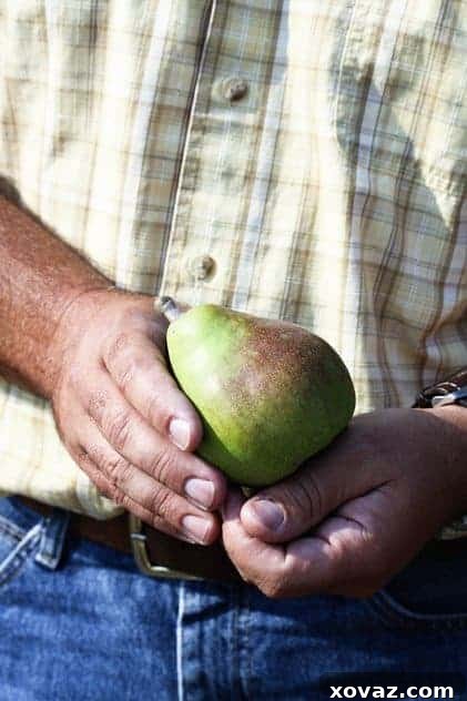 Matt Borman, Harry & David Orchard Director Harry & David Orchard Director Matt Borman overseeing the pear trees in Southern Oregon