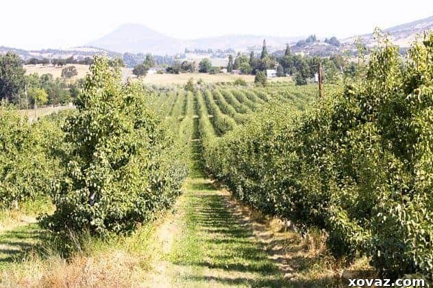 The sprawling Harry & David pear orchards Scenic view of Harry & David pear orchards in the Rogue Valley with majestic mountains in the background